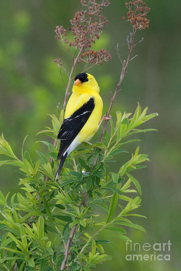 American Goldfinch #31 Photograph by Linda Freshwaters Arndt