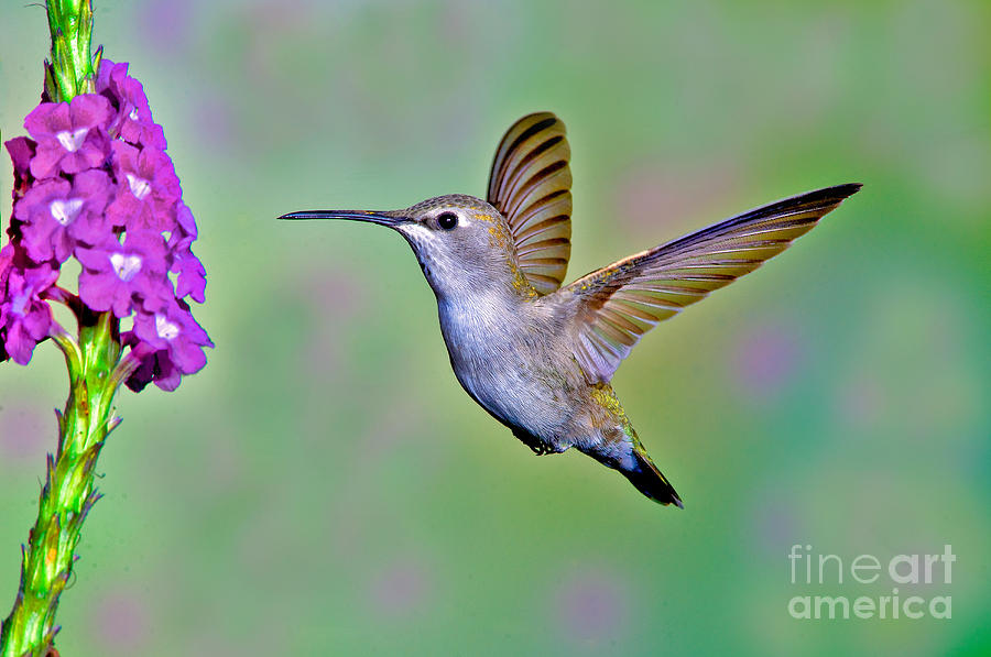 Annas Hummingbird #31 Photograph by Anthony Mercieca