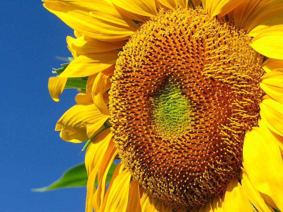 Sunflowers Photograph - 31 by April K Rabino