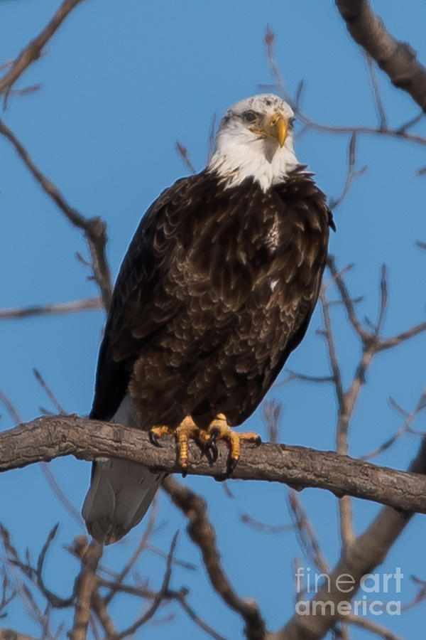 Bald Eagle #31 Photograph by Ronald Grogan
