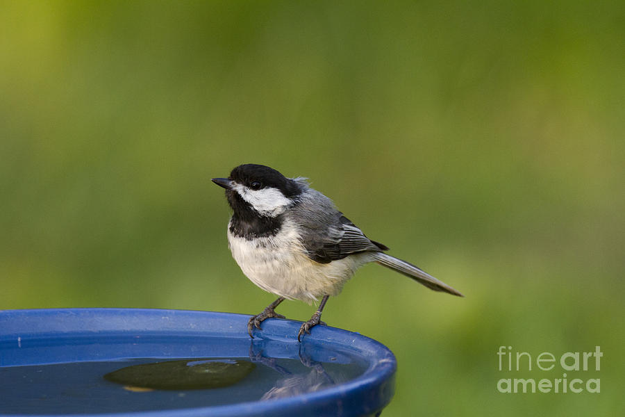 Black-capped Chickadee #31 Photograph by Linda Freshwaters Arndt