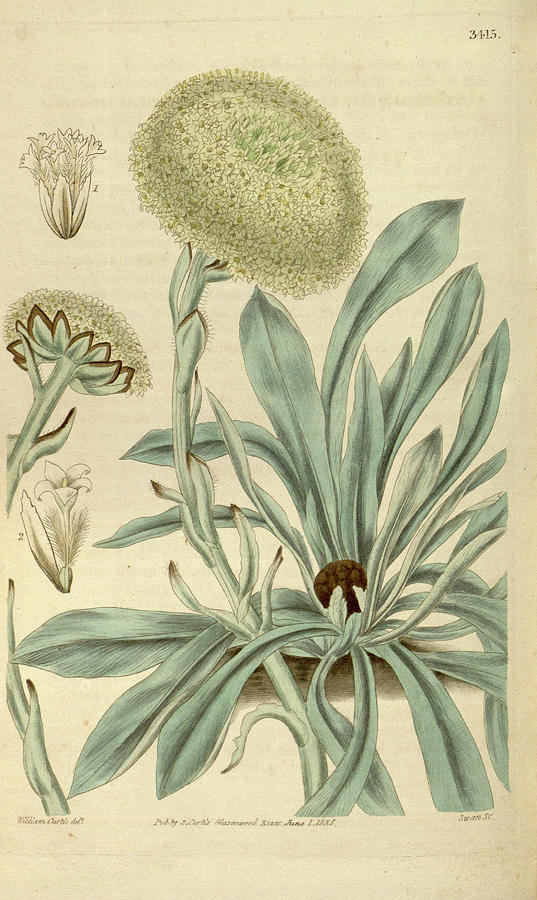 Swan Drawing - Botanical Print Or English Natural History Illustration #31 by Quint Lox