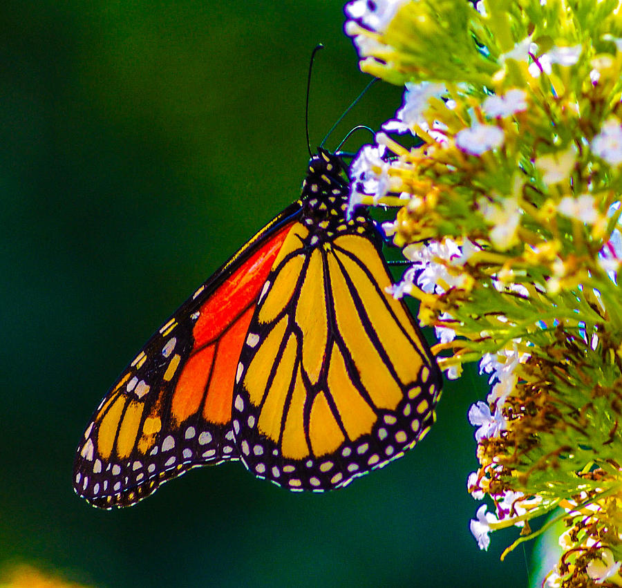 Butterfly #11 Photograph by Gerald Kloss