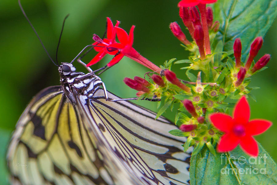 Butterfly #30 Photograph by Rene Triay FineArt Photos