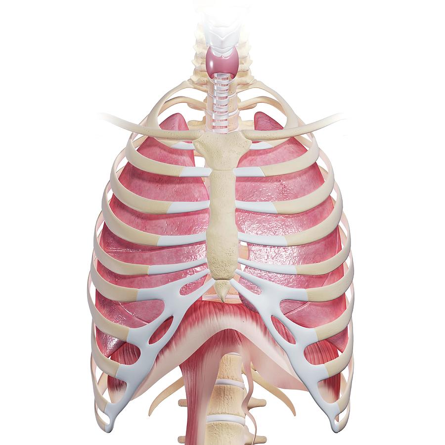 Human chest anatomy, illustration - Stock Image - F025/1027 - Science Photo  Library