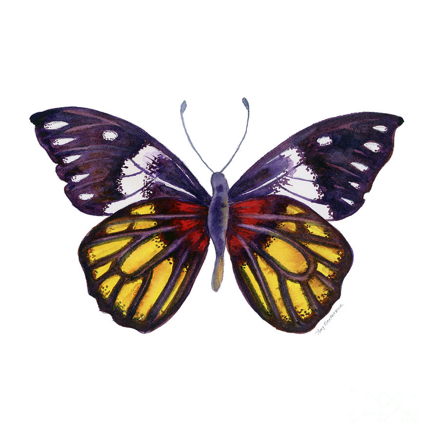 31 Delias Henningia Butterfly Painting by Amy Kirkpatrick