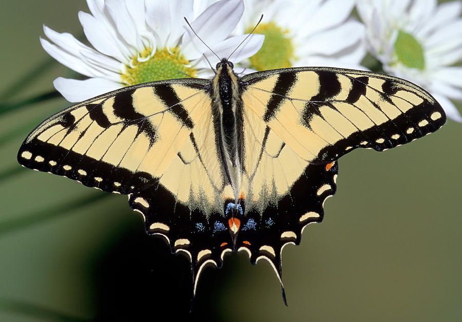 Eastern Tiger Swallowtail Butterfly #31 Photograph by Millard H. Sharp
