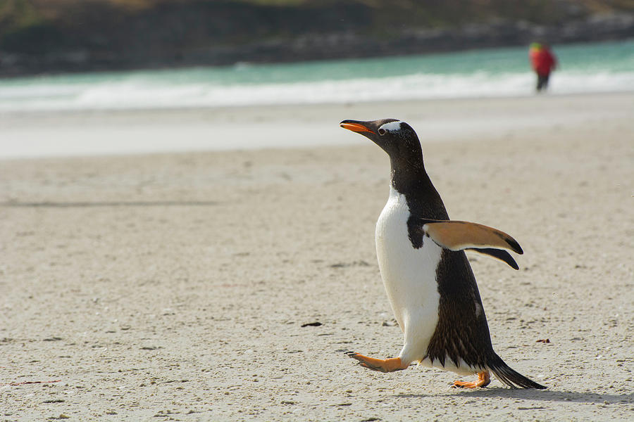 Penguin Photograph - Falkland Islands #31 by Inger Hogstrom