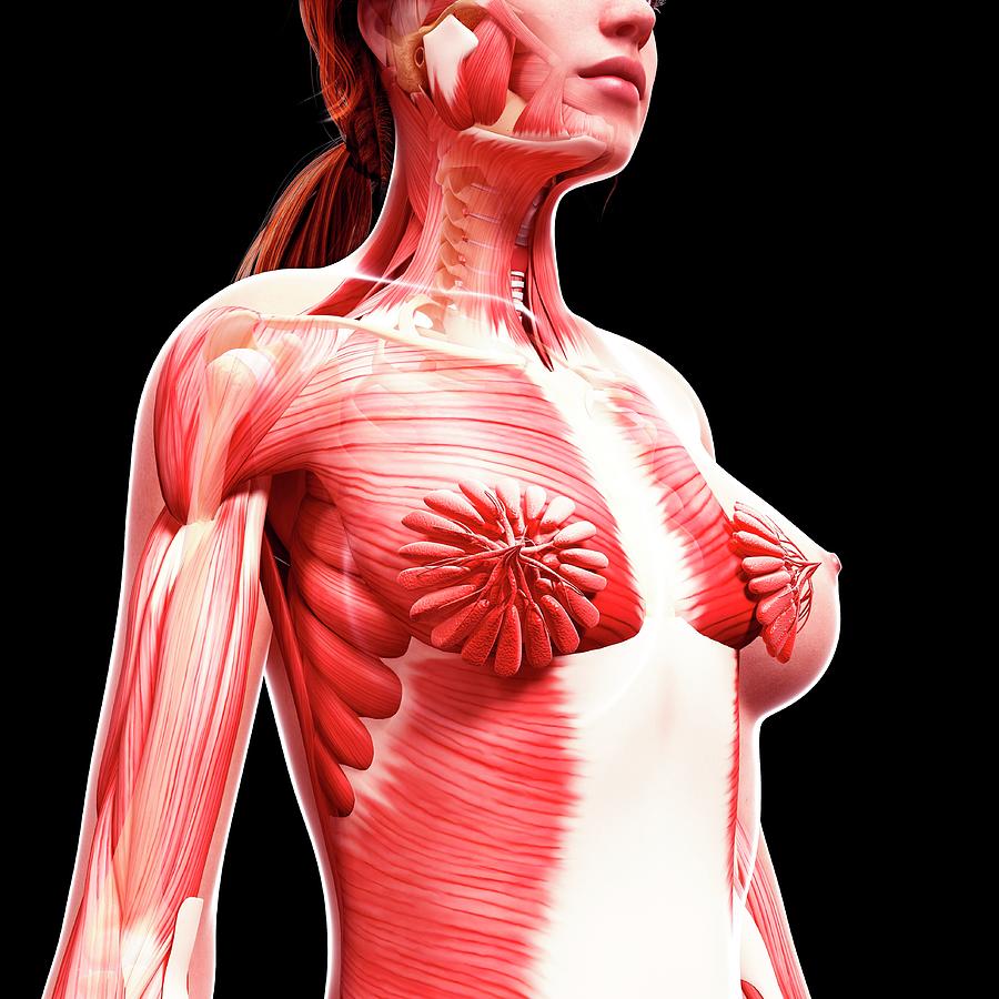 какие мышцы есть в груди для женщин фото 108