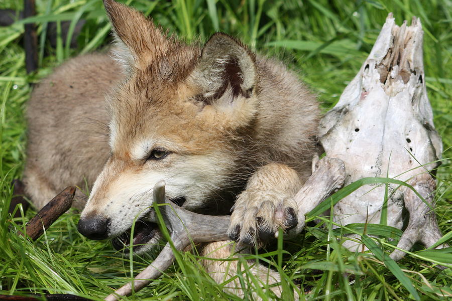 Gray Wolf Pup #31 Photograph by Amanda Stadther