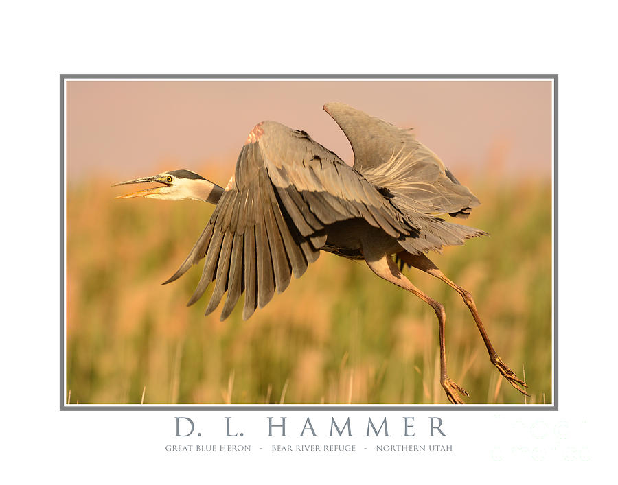 Great Blue Heron #31 Photograph by Dennis Hammer