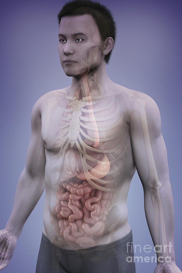Organ Photograph - Human Anatomy #31 by Science Picture Co