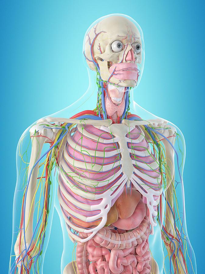 Human Anatomy Photograph by Sciepro - Fine Art America