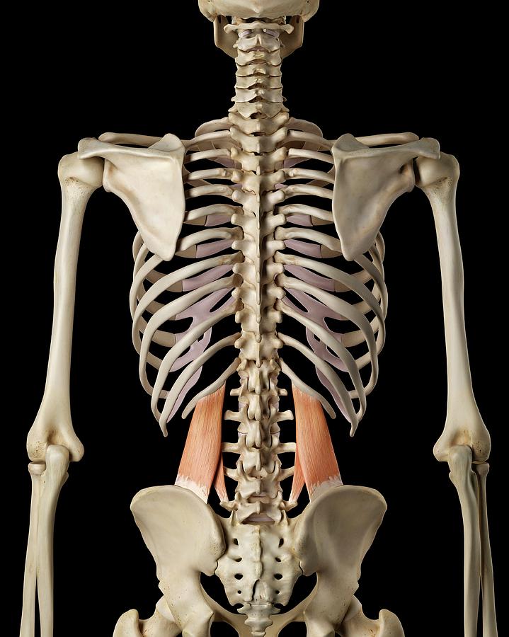 Human Back Muscles Photograph by Sciepro - Fine Art America