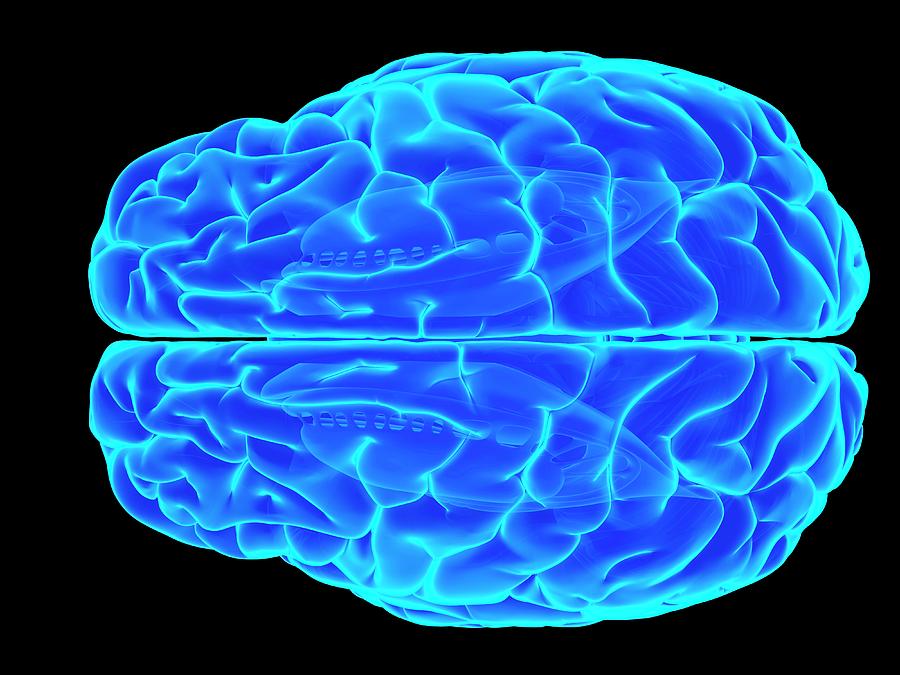 Brain 31