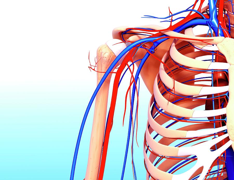 Human Cardiovascular System Photograph by Pixologicstudio/science Photo ...