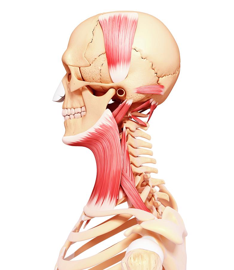 Human Head Musculature Photograph by Pixologicstudio/science Photo Library