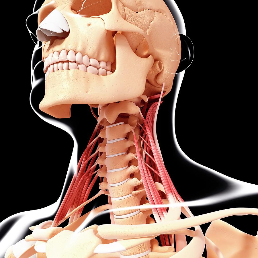 Human Neck Musculature Photograph by Pixologicstudio/science Photo ...