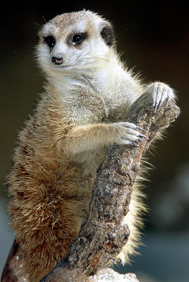 Meerkat #31 Photograph by Millard H. Sharp