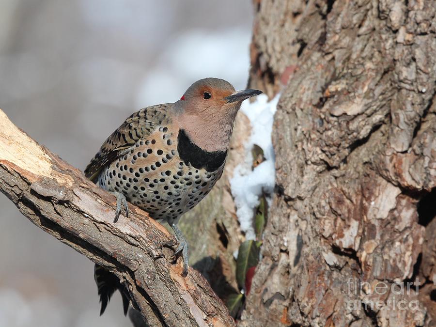 Northern Flicker #31 Photograph by Jack R Brock