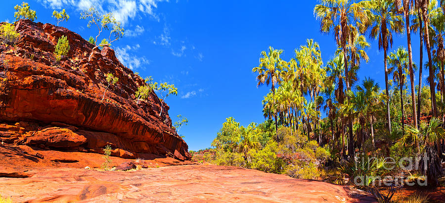Palm Valley Central Australia  #33 Photograph by Bill  Robinson