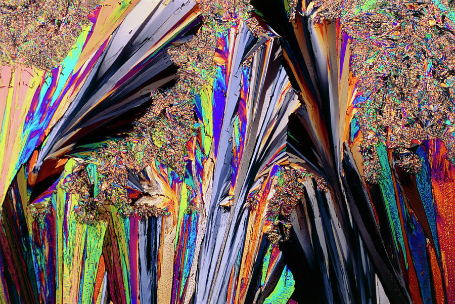 Plm Of Crystals Of Testosterone Photograph By Sidney Moulds Science 