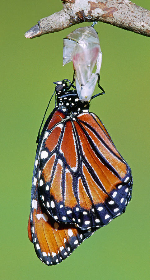 Queen Butterfly #31 Photograph by Millard H. Sharp