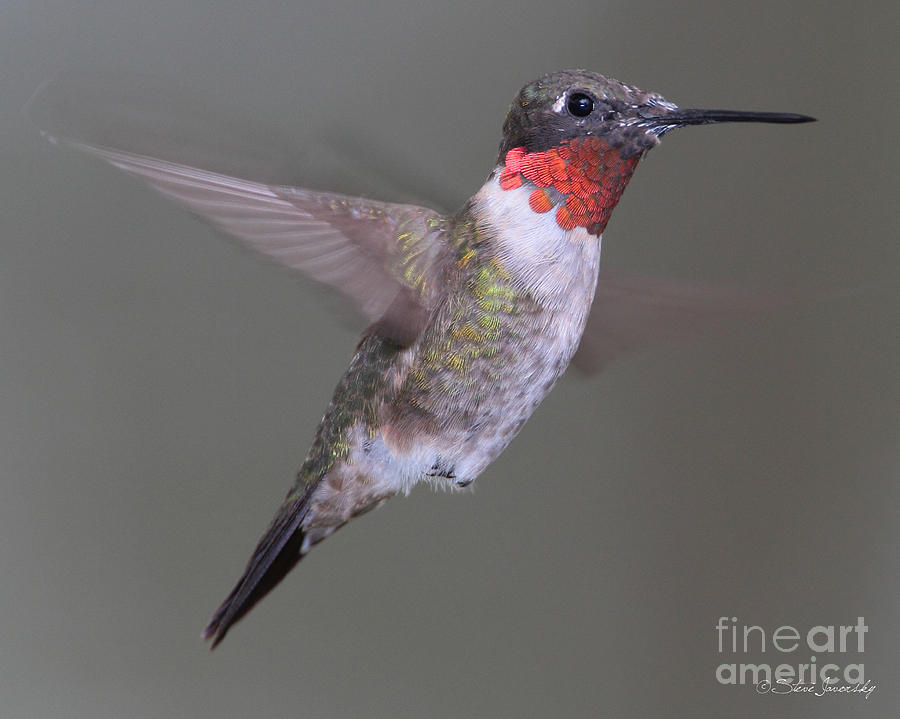 Ruby Throated Hummingbird #31 Photograph by Steve Javorsky