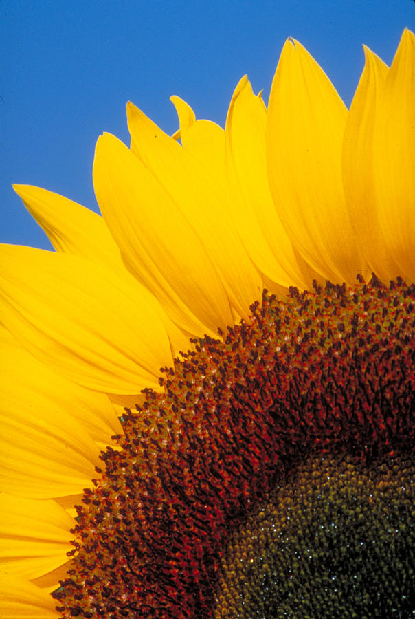 Sunflower #31 Photograph by Bonnie Sue Rauch
