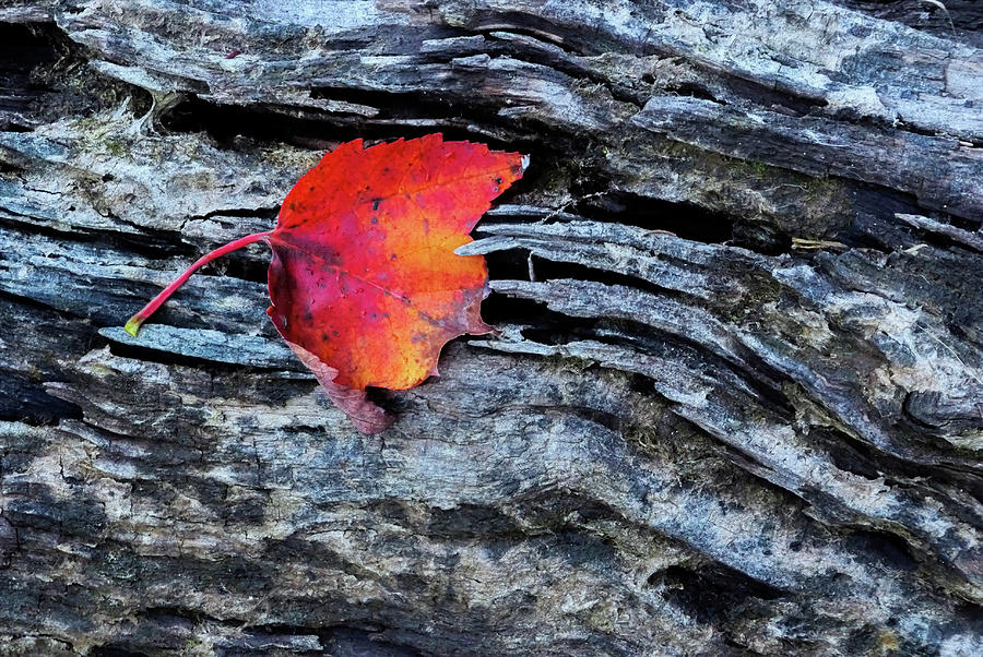 Fall Photograph - USA, New York, Adirondack Mountains #31 by Jaynes Gallery