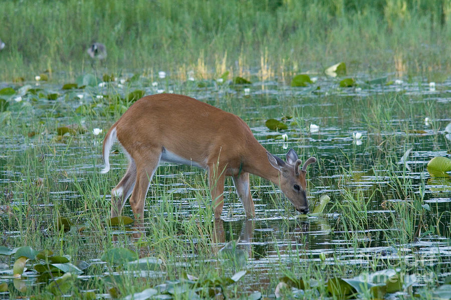 White-tailed Buck #31 Photograph by Linda Freshwaters Arndt