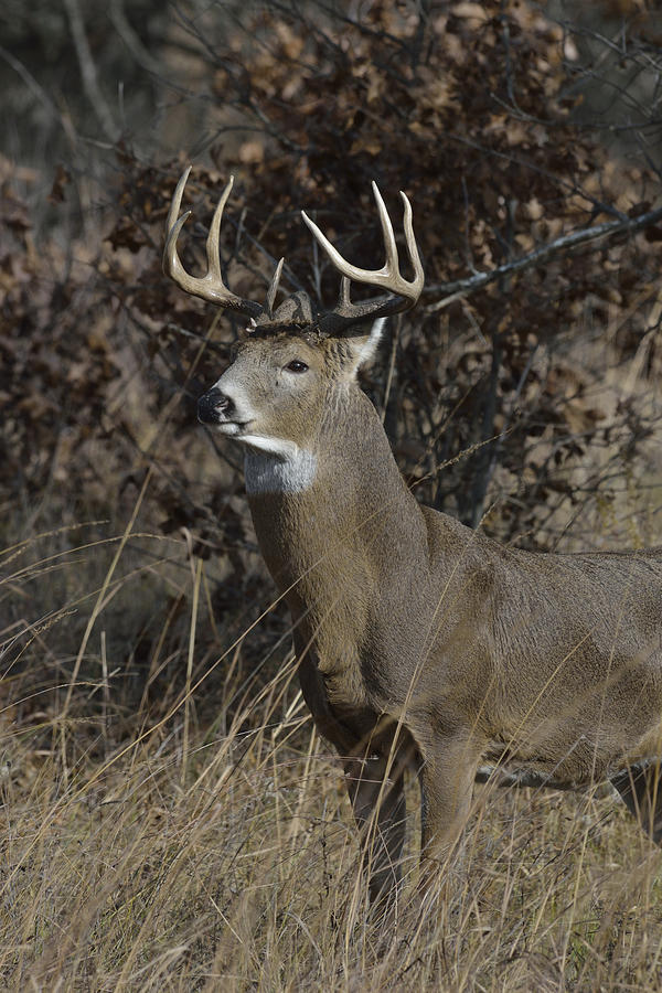 White-tailed Deer buck in prairie and woods Photograph by Mark Wallner ...