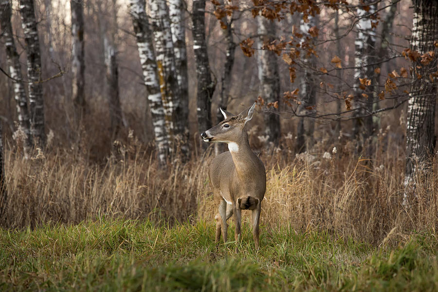 White-tailed Deer #31 Photograph by Linda Arndt