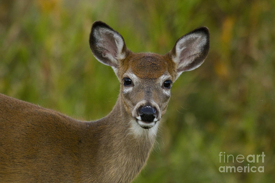 White-tailed Doe #31 Photograph by Linda Freshwaters Arndt
