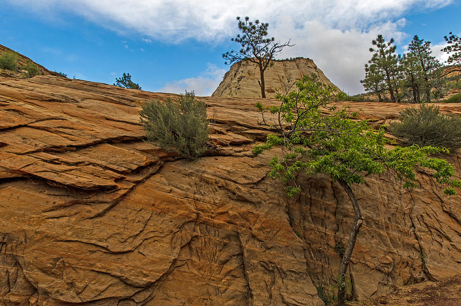 Zion National Park #31 Photograph by Willie Harper