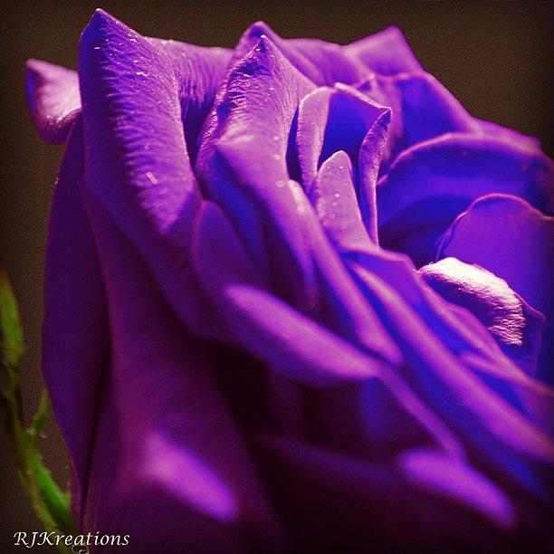 Flower Photograph - Instagram Photo #311412283011 by Roberta Weinmann