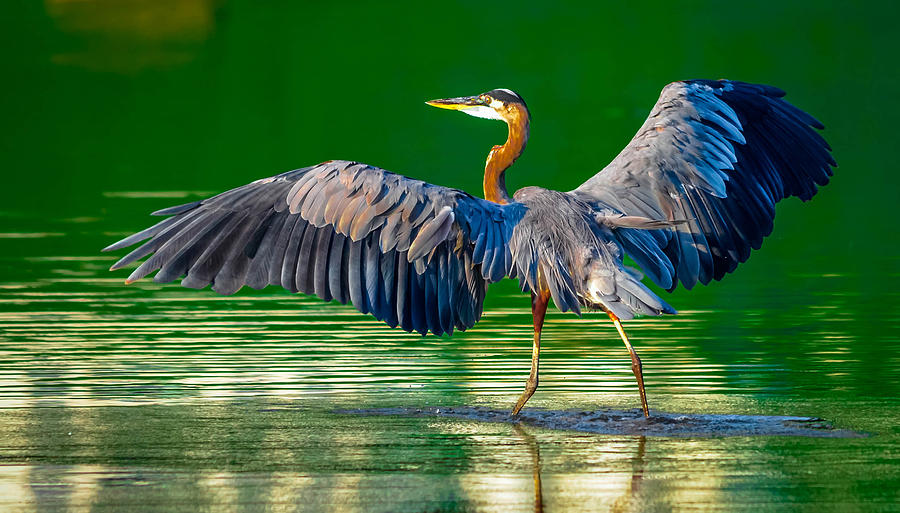 Great Blue Heron #312 Photograph by Brian Stevens