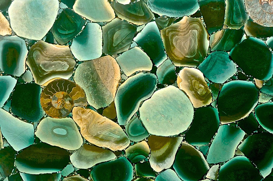 Ammonite Fossil With Green Pebbles Photograph by Debra Amerson
