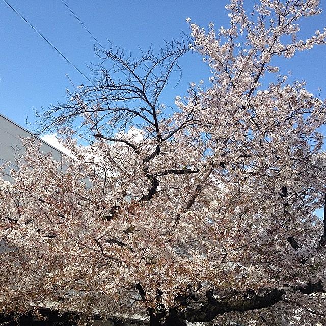 仙川の桜（≧∇≦） #313 Photograph by Tokyo Sanpopo