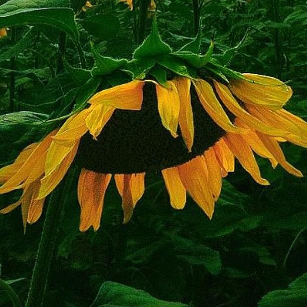 Sunflower Photograph - Instagram Photo #31374735738 by Antonella Partigliani