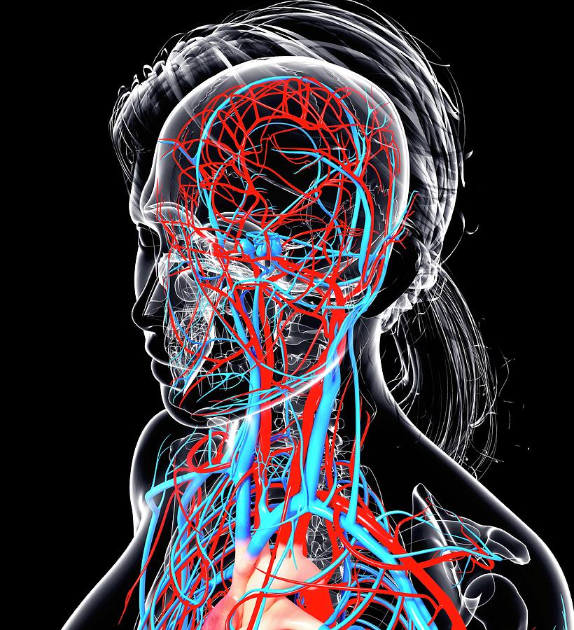 Female Cardiovascular System Photograph by Pixologicstudio/science ...