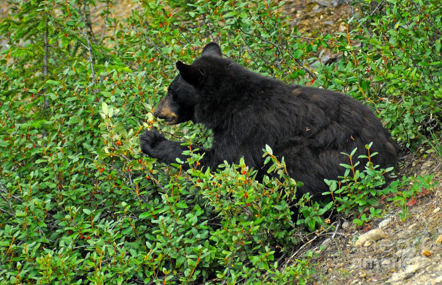 315P Black Bear Photograph by NightVisions