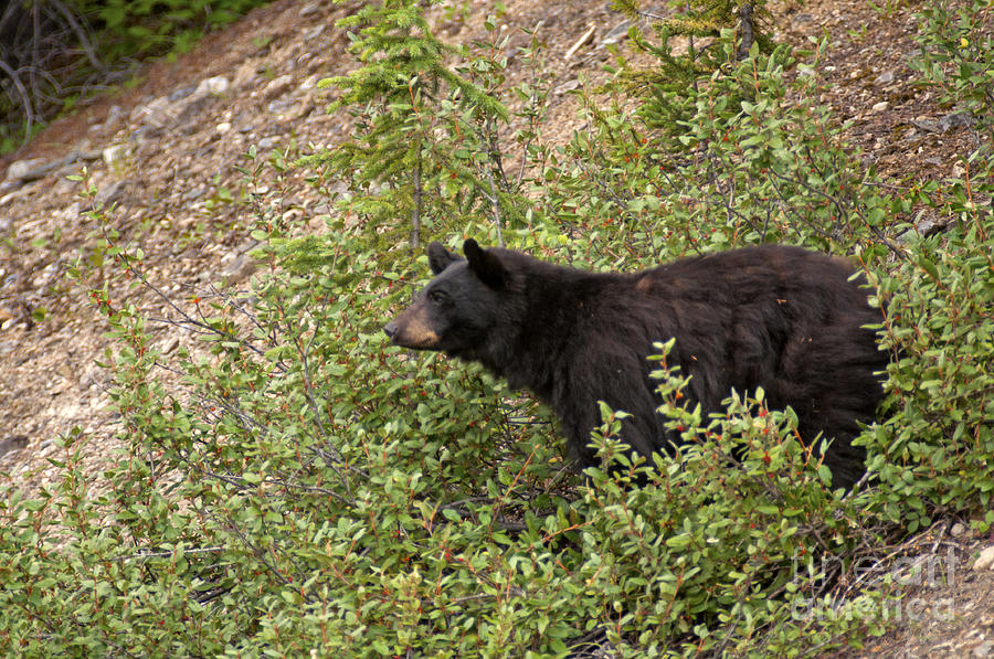 316P Black Bear Photograph by NightVisions