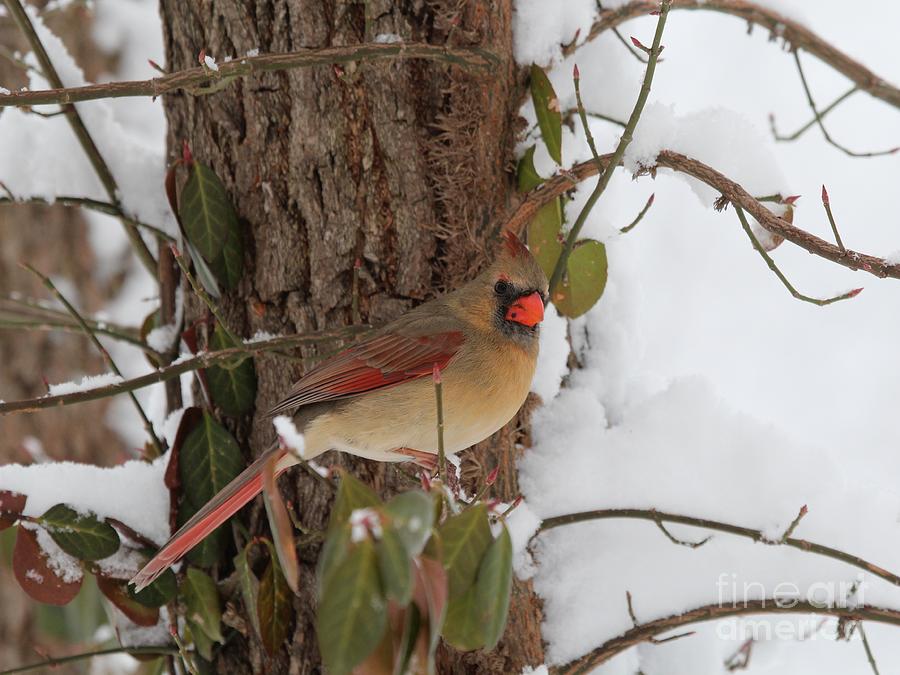 Northern Cardinal #318 Photograph by Jack R Brock