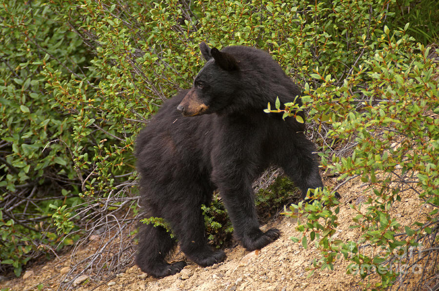 318P Black Bear Photograph by NightVisions