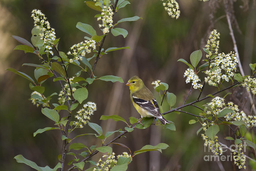 American Goldfinch #32 Photograph by Linda Freshwaters Arndt