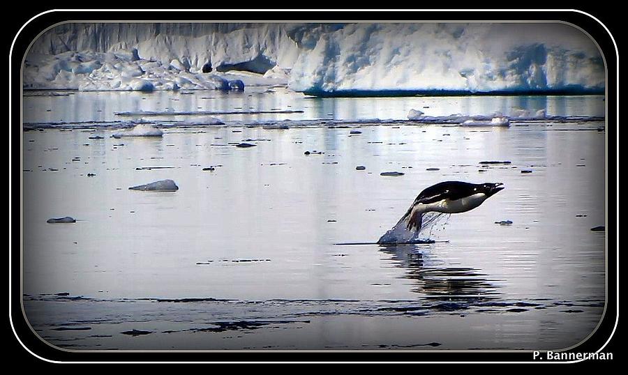 Antarctica #32 Photograph by Paul James Bannerman