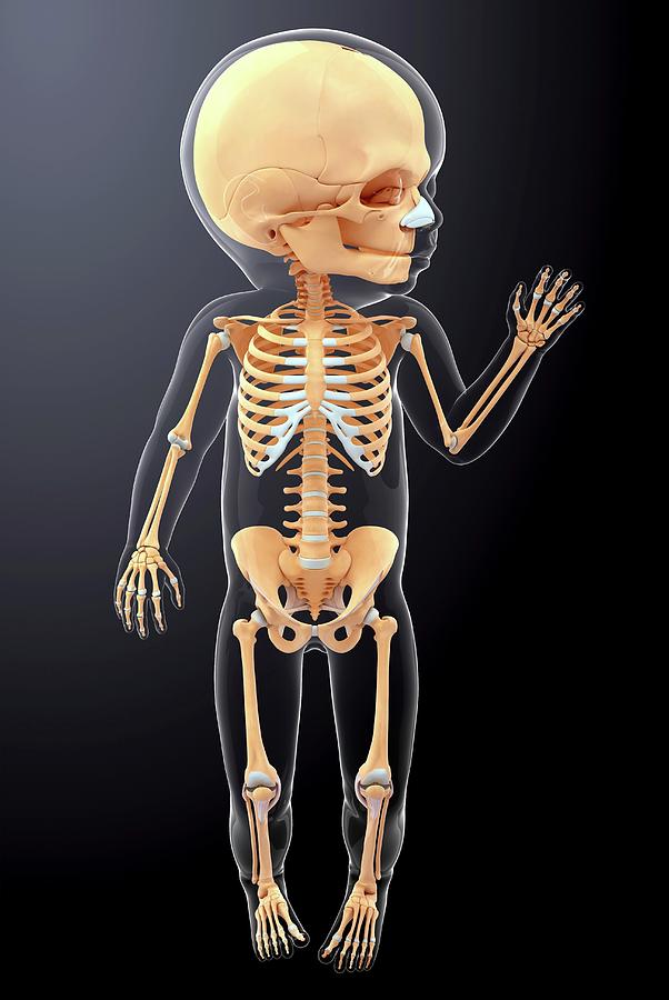 Baby's Skeletal System Photograph by Pixologicstudio Pixels