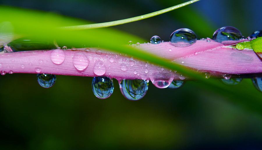 Billbergia nutans Queen's tears Photograph by Werner Lehmann | Fine Art ...