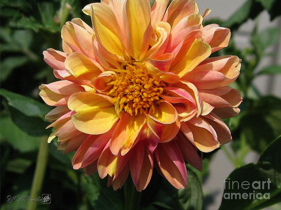 Dahlia from the Showpiece Mix #32 Painting by J McCombie